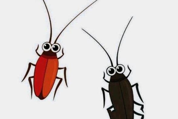 蟑螂最怕三种克星，怕蜘蛛鲜桃叶/杀蟑胶饵/洗衣粉肥皂水