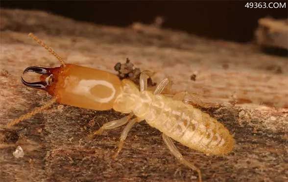 五种常见白蚁类型，治白蚁用什么药最好