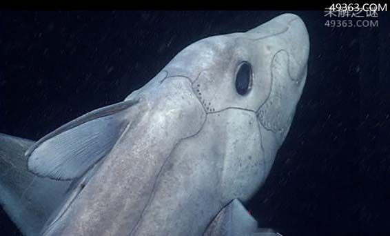 鬼鲨为何被称为海洋幽灵