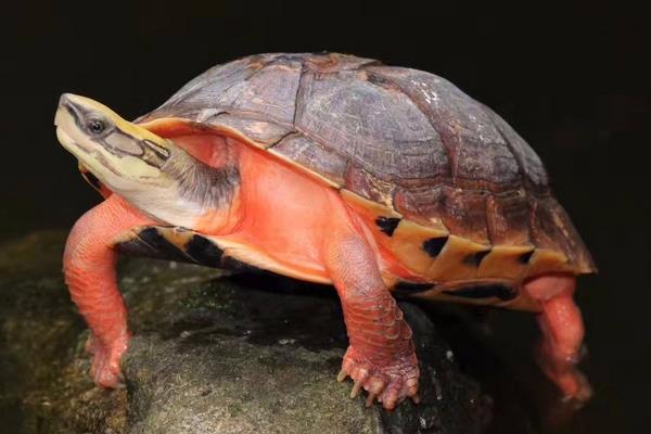 火焰龟市场价格多少钱一只 火焰龟怎么养