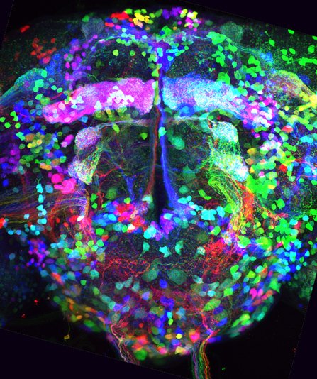 图：美科学家公布果蝇神经网络最新图片