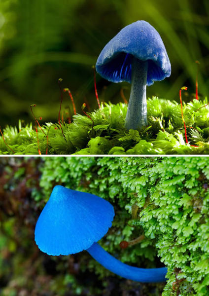 天蓝蘑菇