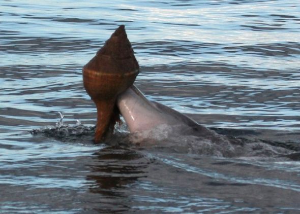 瑞士科学家发现海豚使用海螺壳捕鱼(图)