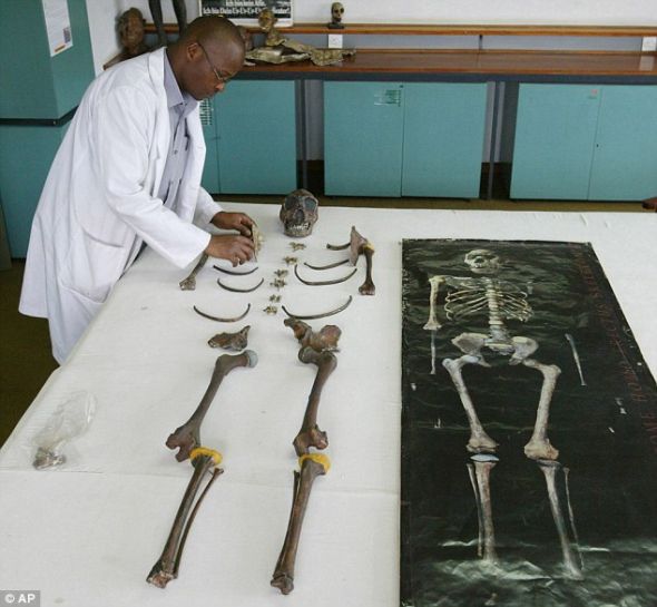 “图尔卡纳男孩”的复制品，这是在图尔卡纳湖出土的一名直立人青少年的骸骨，它生活在大约150万年前