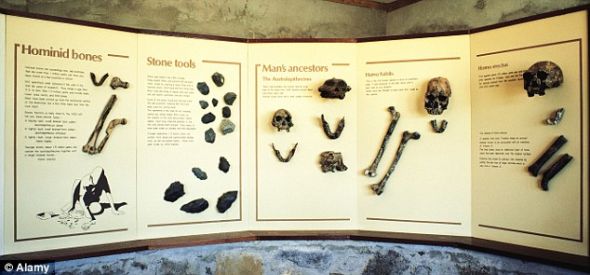 在肯尼亚北部地区的图尔卡纳湖附近获得的其他考古发现