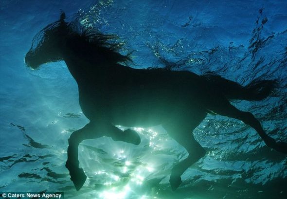 摄影师水下拍赛马水中畅游优雅瞬间