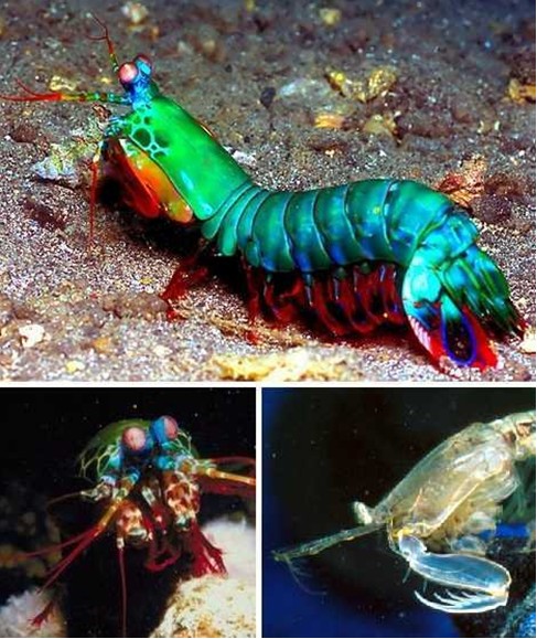 螳螂虾拥有两种动物的特征