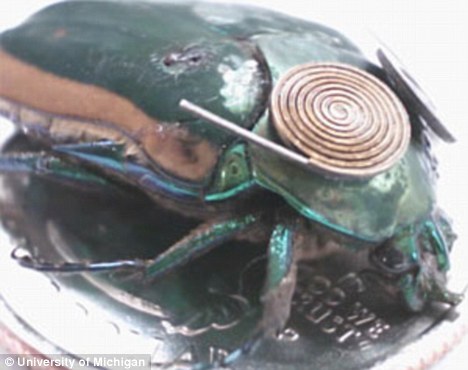 一只绿色六月鳃角金龟，装有微型动能发电机，用于满足所携带的微型摄像头和麦克风的用电需求