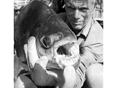 英国男子捕获大型食人鱼 曾咬死