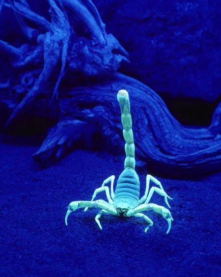 紫外线照射下的蝎子：俄克拉荷马大学生物学家道格拉斯对此进行了研究