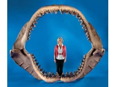 7000万年前鲨鱼颌骨化石被拍卖 