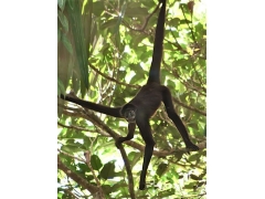 哥伦比亚发现近乎灭绝珍稀褐蛛猴