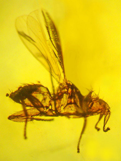 这是唯一一块蝠蝇化石，蝠蝇携带疟疾病毒，寄生在蝙蝠身上，靠吸食蝙蝠的血为生