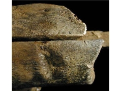 百颗牙齿鱼龙化石揭开极地古海洋巨型海兽之