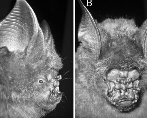 越南发现一种长着叶子形状鼻子的奇怪蝙蝠，看起来像猫头鹰的头部