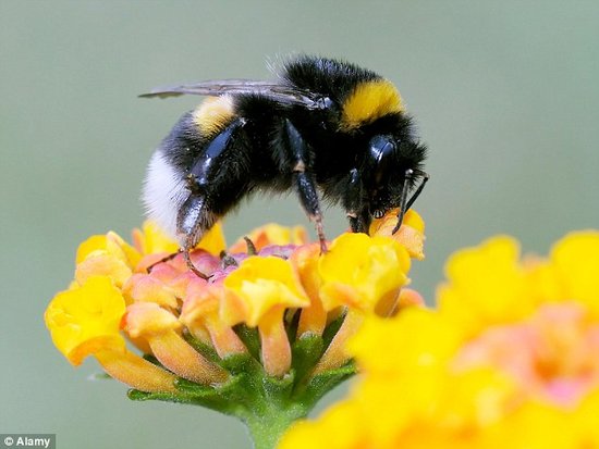 科学家发现神奇蜜蜂 嗜好吮吸人类眼泪(图)