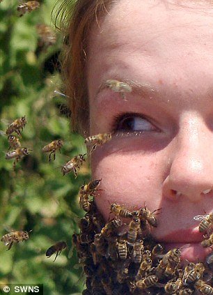 科学家发现神奇蜜蜂 嗜好吮吸人类眼泪(图)