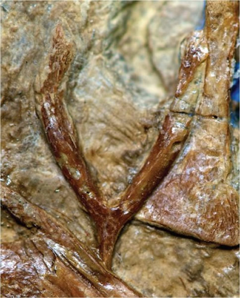 中生代鸟类叉骨化石
