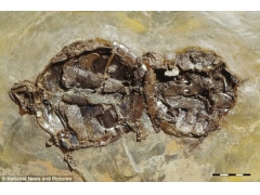 科学家发现5000万年前交配时死亡乌龟化石(