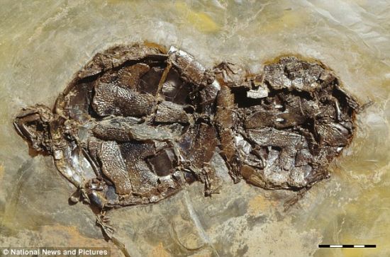 拥在一起永远相伴：科学家在德国达姆施塔特市附近梅塞尔化石坑发现交配时死亡的乌龟化石。