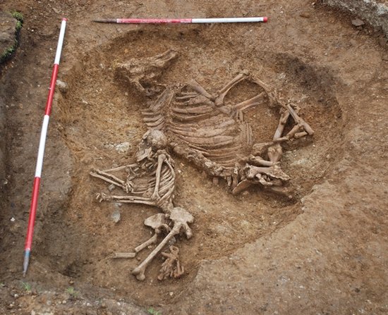 英挖掘出千年母牛陪葬墓 彰显死者较高地位