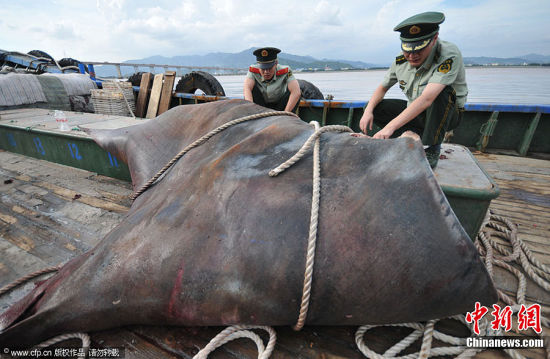 浙江渔民捕获重达1吨的巨型蝠鲼