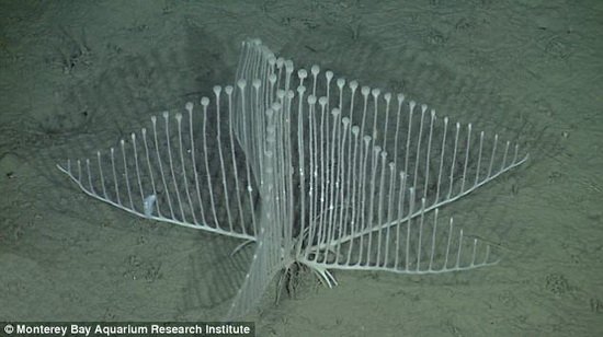 美1万英尺海底发现竖琴状食肉海绵新物种