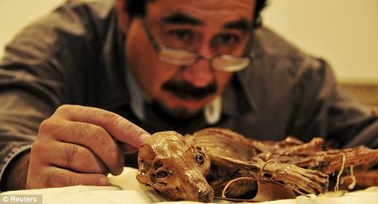 墨西哥首个木乃伊宠物狗 可洞悉古代部族习俗