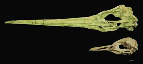 第一个完整的巨型企鹅头盖骨。头盖骨来自秘鲁晚期始新世新物种Icadyptes salasi（估计站立身高为1.5米）。图中显示当今唯一一种生活在秘鲁的物种Spheniscushumbolti的头盖骨，以显示比例。描述的第二个新物种Icadyptes salasiand使我们对早期企鹅世系的生物地理学和多样性的理解发生了革命性的变化。（比例条 = 1厘米）。