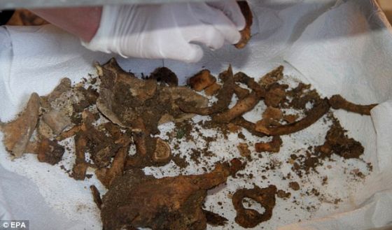 这颗头骨是在圣乌尔苏拉修道院最初的地面下大约5英尺(1.52米)处发现的，与之一起发现的还有很多其他人类肋骨和椎骨