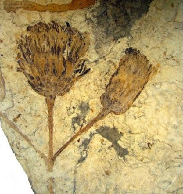 化石揭示葵花的起源
