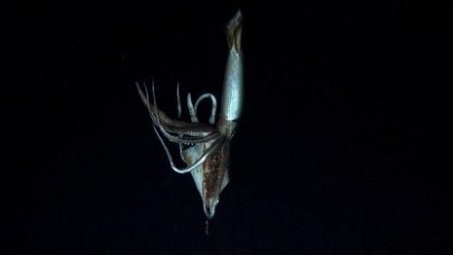 视频画面显示，这只巨乌贼的腕足还抓着一只作为诱饵的鱿鱼。