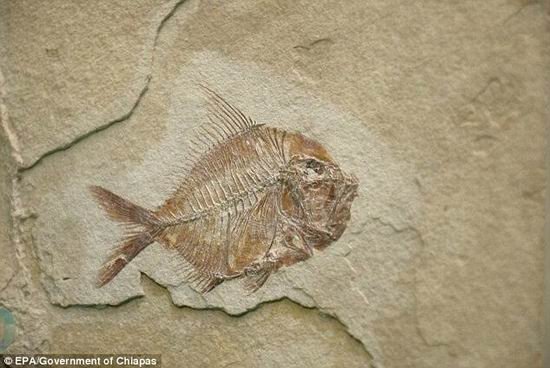 墨西哥挖掘“愤怒史前鱼” 生存于1.1亿年前