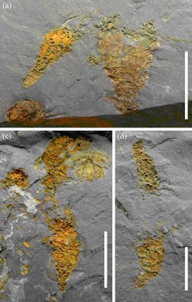 华北地区发现寒武纪始海百合化石(uux.cn)