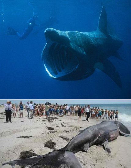 人类记忆中的四种海怪：巨型皇带鱼和皱鳃鲨