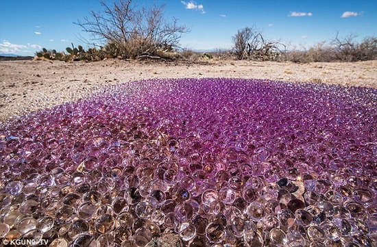 美沙漠出现大量紫色小球 晶莹剔透含有水分