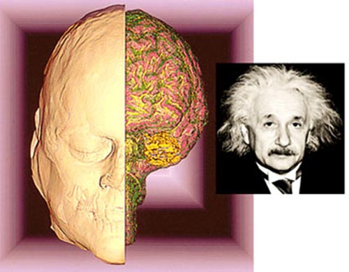 科学家最新研究发现爱因斯坦大脑皮层（负责高级思维过程）与常人有很大区别。