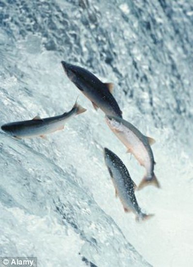 科学家发现鲑鱼利用磁场导航洄游数千公里
