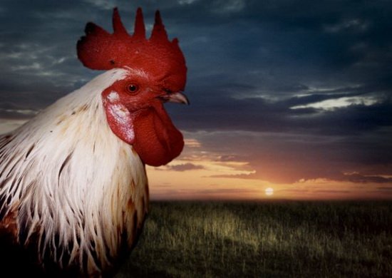 科学家发现公鸡打鸣取决于自身时钟规律