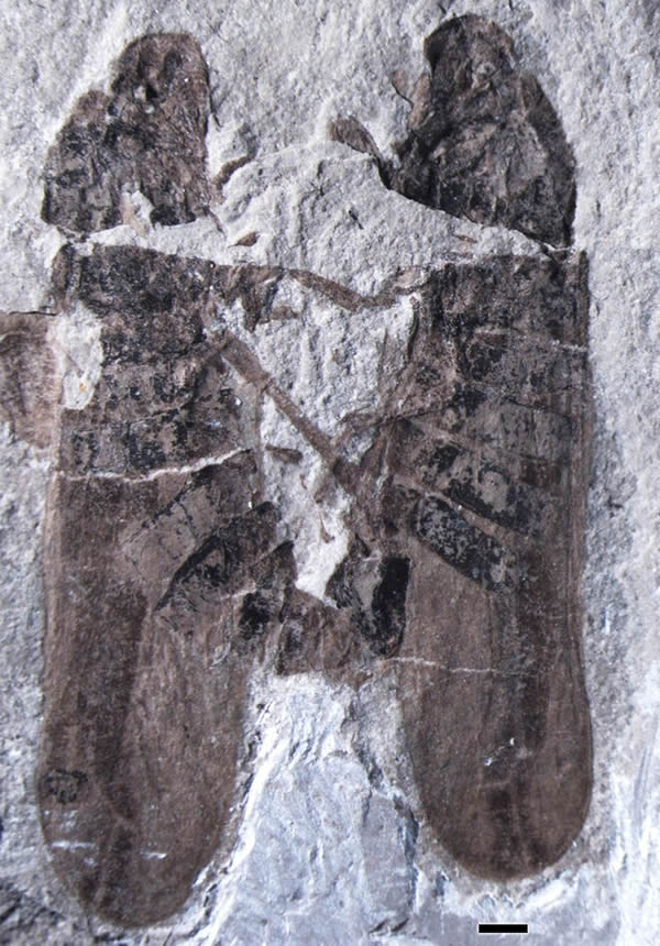 中国发现1.65亿年前昆虫交配化石