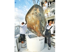 美国渔民捕到身披甲壳巨大海怪