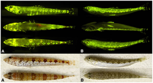 鱼类生物荧光产生的颜色可能起到了生物学信号的作用