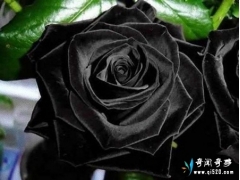 土耳其稀有的黑玫瑰，十种美丽而又奇异的花