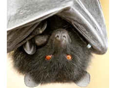 最怪异的10个科学研究：蝙蝠为伴侣口-交