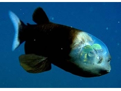 科学家揭开脑袋透明深海怪鱼视力之谜(图片)