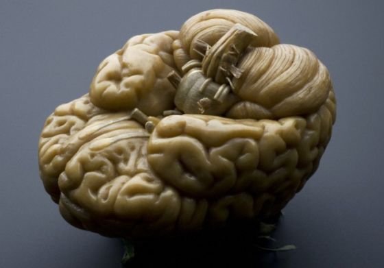 一个人类大脑的模型