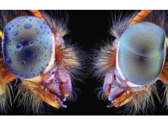 印尼摄影师微距揭秘昆虫世界 犹如外星生物