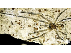 内蒙古发现史前蜘蛛群化石