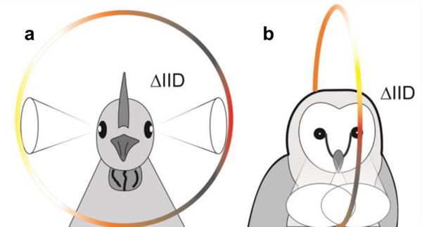 研究发现鸟类定位声音的原理：利用它们整个头部