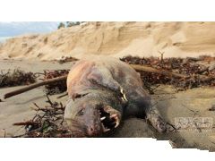<font color='#FF0000'>神秘生物现加州海滩 世界各地海滩神秘怪兽</font>